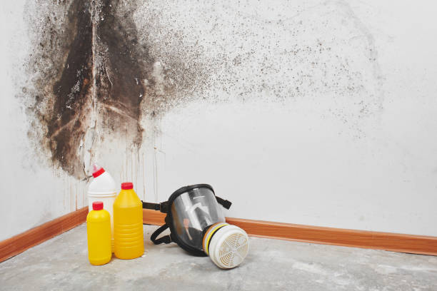 Best Insurance-Related Mold Remediation in Grants Pass, OR
