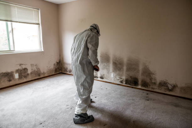 Best HVAC Mold Remediation in Grants Pass, OR