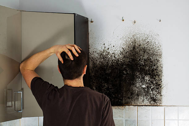 Best Basement Mold Remediation in Grants Pass, OR